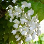Wisteria floribunda Longissima Alba fiore bianco