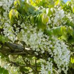 Wisteria floribunda Longissima Alba fioritura