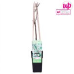 Wisteria floribunda Longissima Alba inverno