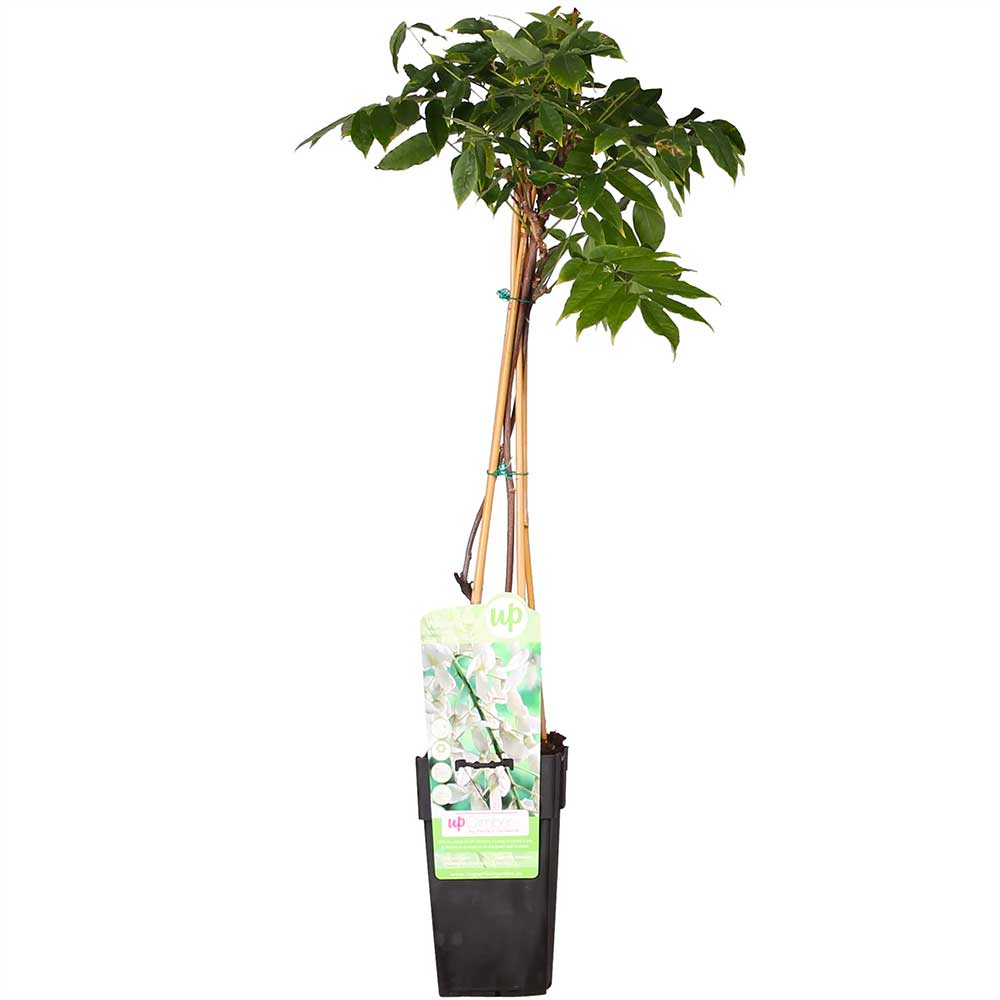 Wisteria floribunda Longissima Alba pianta