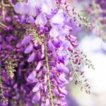 Wisteria floribunda 'Naga Noda' fiore