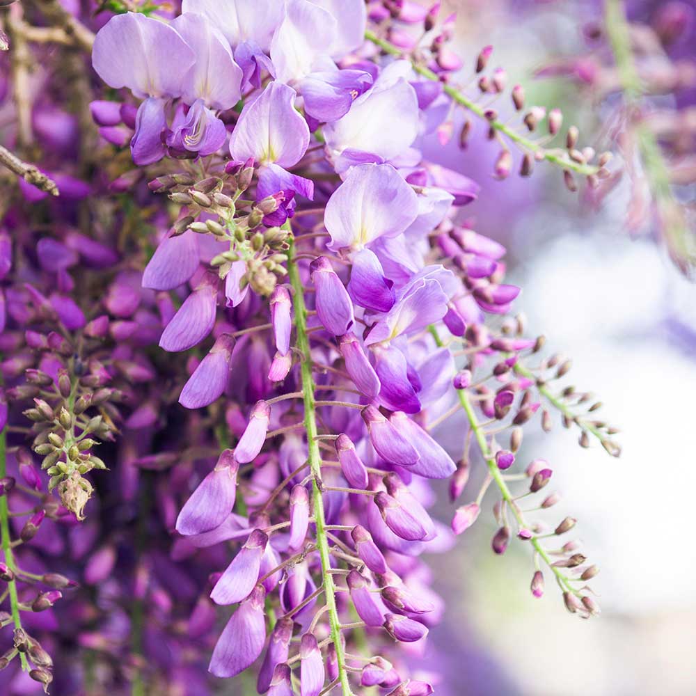 Wisteria floribunda 'Naga Noda' fiore