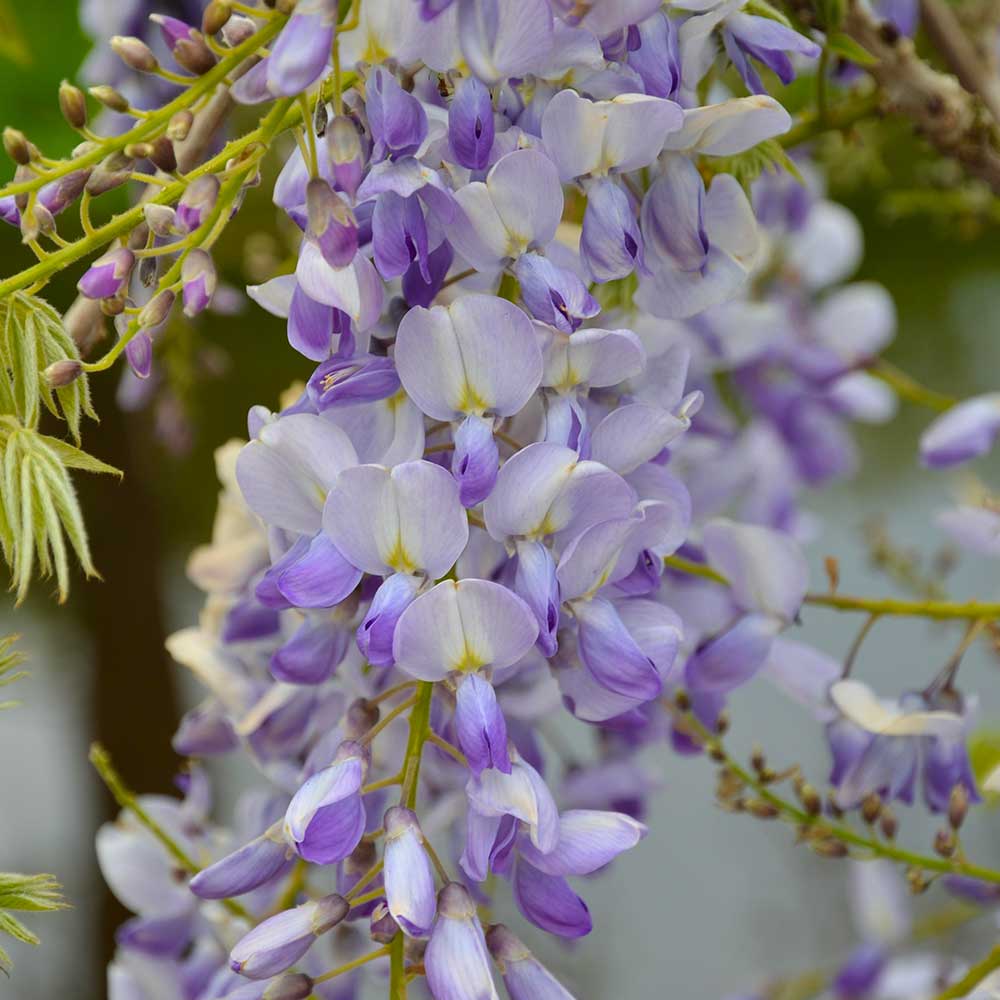 Wisteria sinensis 'Caroline' Glicine comune fiore