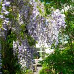 Wisteria sinensis 'Caroline' Glicine comune fioriture