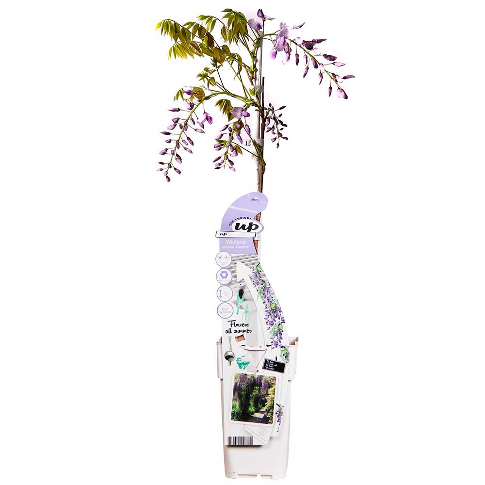 Wisteria sinensis 'Caroline' Glicine comune pianta