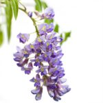 Wisteria sinensis 'Prolific' Glicine comune fiore