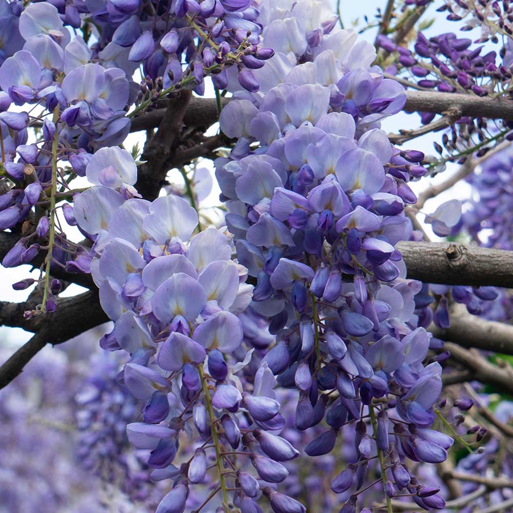 Wisteria sinensis 'Prolific' Glicine comune fiori