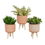 Mix Crassula in vaso cemento terracotta 3 piante
