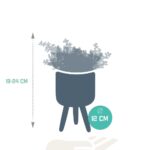 Mix Crassula in vaso cemento terracotta 3 piante dimensione