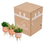 Mix Crassula in vaso cemento terracotta 3 piante spedizione