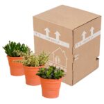 Mix Crassula in vaso terracotta 3 piante spedizione