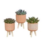 Mix Echeveria in vaso cemento terracotta 3 piante