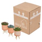 Mix Echeveria in vaso cemento terracotta 3 piante spedizione