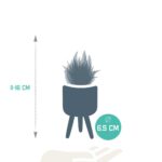 Mix Gasteria/Haworthia in vaso cemento 5 piante dimensione