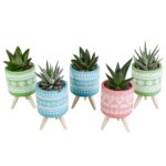 Mix Gasteria/Haworthia in vaso cemento colorato 5 piante