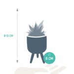 Mix Gasteria/Haworthia in vaso cemento colorato 5 piante dimensione