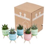 Mix Gasteria/Haworthia in vaso cemento colorato 5 piante spedizione