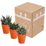 Mix Gasteria/Haworthia in vaso terracotta 3 piante spedizione