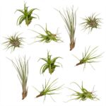 Mix di Tillandsia Aerea 10 piante