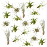Mix Tillandsia Aerea 20 piante