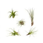 Mix di Tillandsia Aerea 5 piante