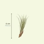 Mix Tillandsia Aerea dimensioni