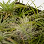 Mix Tillandsia Aerea dettaglio 2