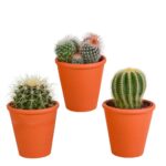 Mix cactus a palla in vaso terracotta 3 piante
