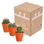 Mix cactus a palla in vaso terracotta 3 piante spedizioni