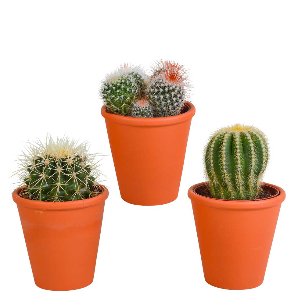Mix-cactus-a-palla-in-vaso-terracotta-3-piante Mix cactus a palla in vaso terracotta 3 piante
