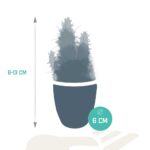 Mix cactus e succulente in vaso bianco 15 piante dimensioni