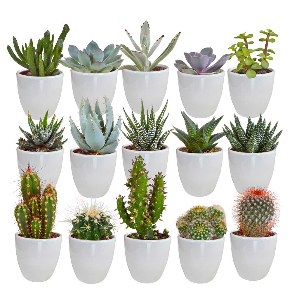 Mix-cactus-e-succulente-in-vaso-bianco-15-piante Mix cactus e succulente in vaso bianco 15 piante