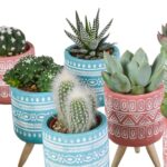 Mix cactus e succulente in vaso cemento colorato 15 piante dettaglio 1