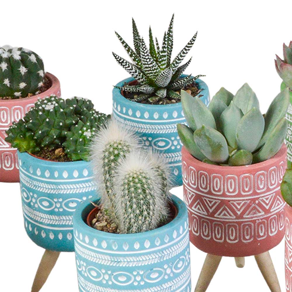 Mix cactus e succulente in vaso cemento colorato 15 piante dettaglio 1
