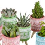 Mix cactus e succulente in vaso cemento colorato 15 piante dettaglio 2