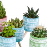 Mix cactus e succulente in vaso cemento colorato 15 piante dettaglio 3