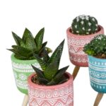 Mix cactus e succulente in vaso cemento colorato 15 piante dettaglio 4