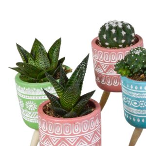 Mix Di Succulente Gasteria E Haworthia - 5 Piante Grasse In Vaso 5.5 Cm, Altezza 8-13 Cm, Facili Da Curare