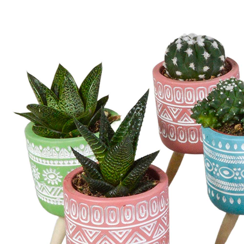 Mix cactus e succulente in vaso cemento colorato 15 piante dettaglio 4