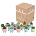 Mix cactus e succulente in vaso cemento colorato 15 piante spedizione