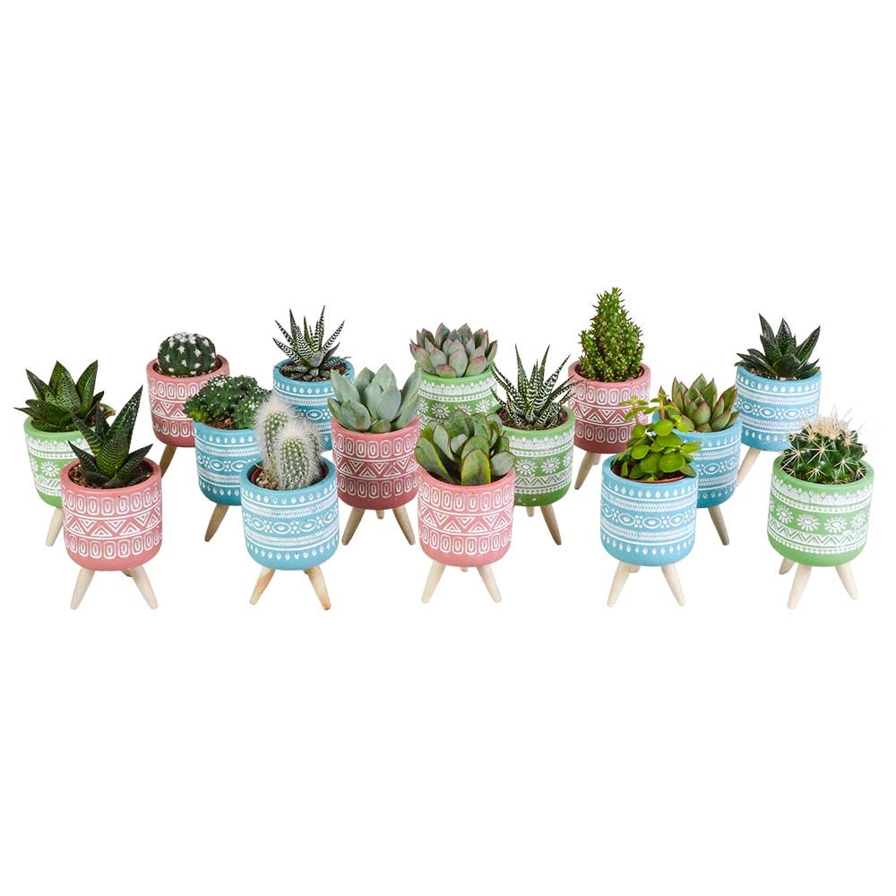 Mix-cactus-e-succulente-in-vaso-cemento-colorato-15-piante Mix cactus e succulente in vaso cemento colorato 15 piante