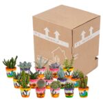 Mix cactus e succulente in vaso messicano 15 piante spedizione