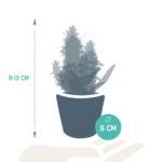 Mix cactus e succulente in vaso messicano 15 piante dimensioni