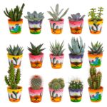Mix cactus e succulente in vaso messicano 15 piante