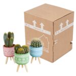 Mix cactus in vaso cemento colorato 3 piante spedizione