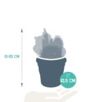 Mix cactus in vaso terracotta 3 piante dimensioni