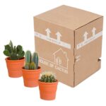 Mix cactus in vaso terracotta 3 piante spedizione