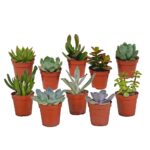Mix succulente 10 piante