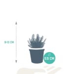 Mix succulente 10 piante dimensioni