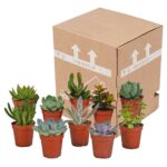 Mix succulente 10 piante spedizione